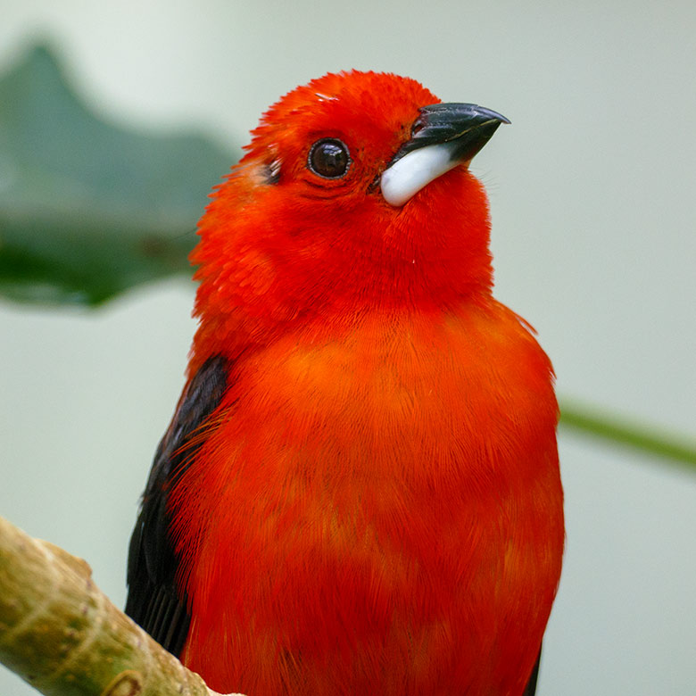 Männliche Purpurtangare am 25. Juli 2022 in der Freiflughalle am Vogel-Haus im Zoo Wuppertal