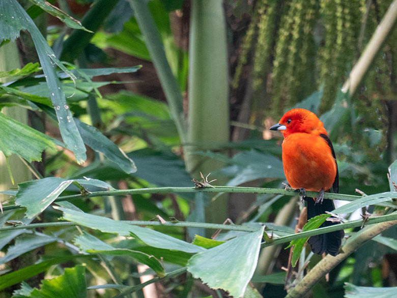 Männliche Purpurtangare am 16. Februar 2023 in der Freiflughalle am Vogel-Haus im Grünen Zoo Wuppertal