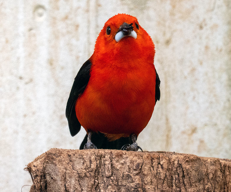 Männliche Purpurtangare am 16. Februar 2025 in der Freiflughalle am Vogel-Haus im Grünen Zoo Wuppertal