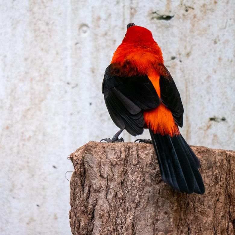 Männliche Purpurtangare am 16. Februar 2025 in der Freiflughalle am Vogel-Haus im Zoologischen Garten der Stadt Wuppertal