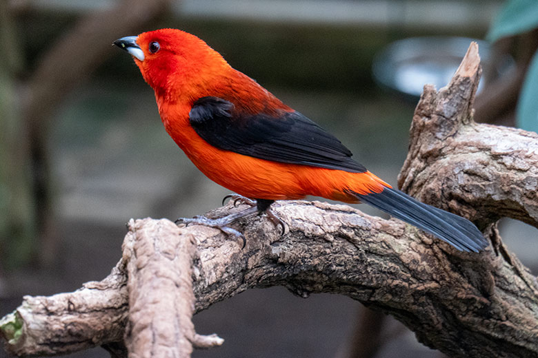 Männliche Purpurtangare am 16. Februar 2025 in der Freiflughalle am Vogel-Haus im Zoo Wuppertal
