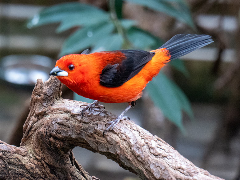 Männliche Purpurtangare am 16. Februar 2025 in der Freiflughalle am Vogel-Haus im Wuppertaler Zoo