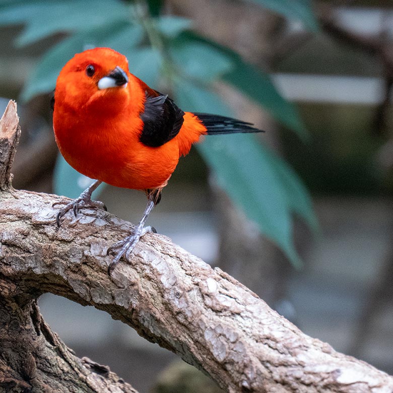 Männliche Purpurtangare am 16. Februar 2025 in der Freiflughalle am Vogel-Haus im Grünen Zoo Wuppertal