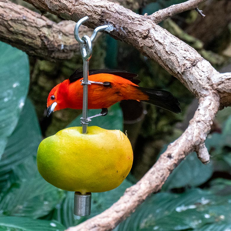 Männliche Purpurtangare am 16. Februar 2025 in der Freiflughalle am Vogel-Haus im Zoologischen Garten Wuppertal
