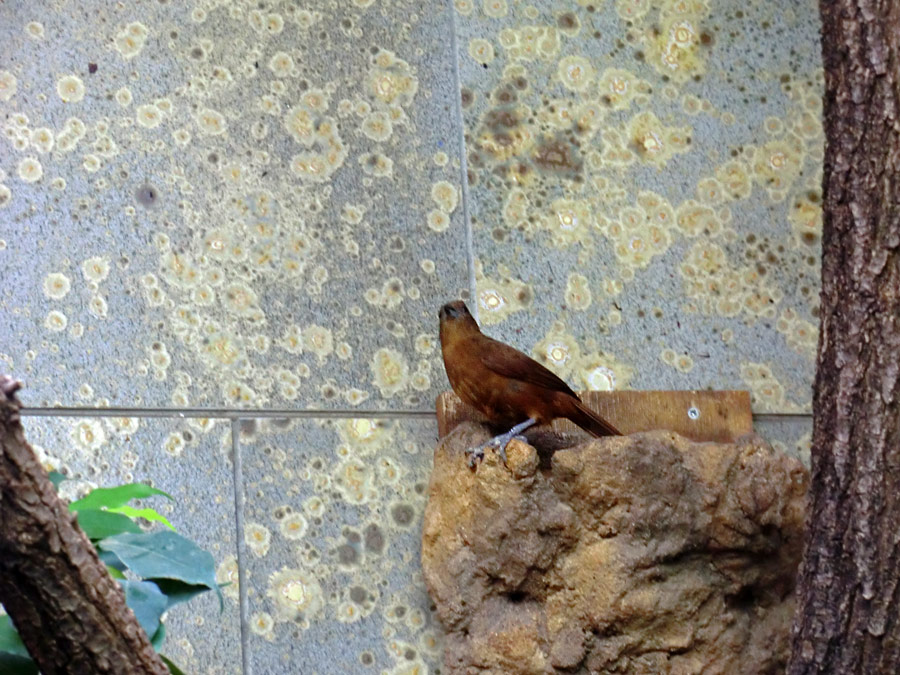 Schwarztangare Weibchen im Wuppertaler Zoo im August 2013