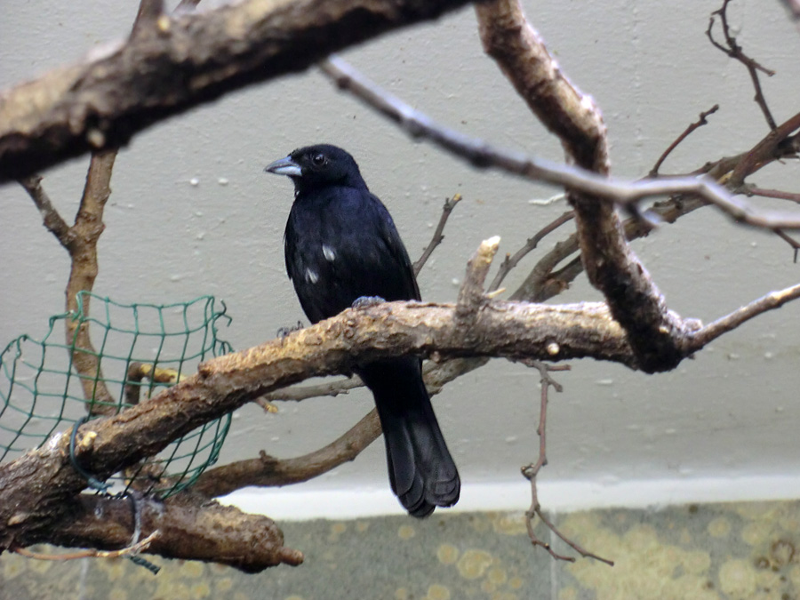 Schwarztangare Männchen im Zoo Wuppertal im August 2013