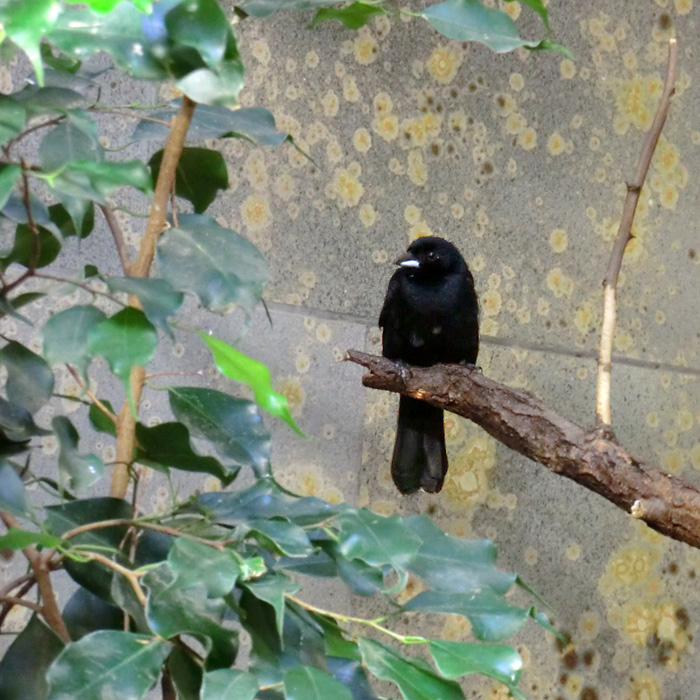 Schwarztangare Männchen im Wuppertaler Zoo im August 2013