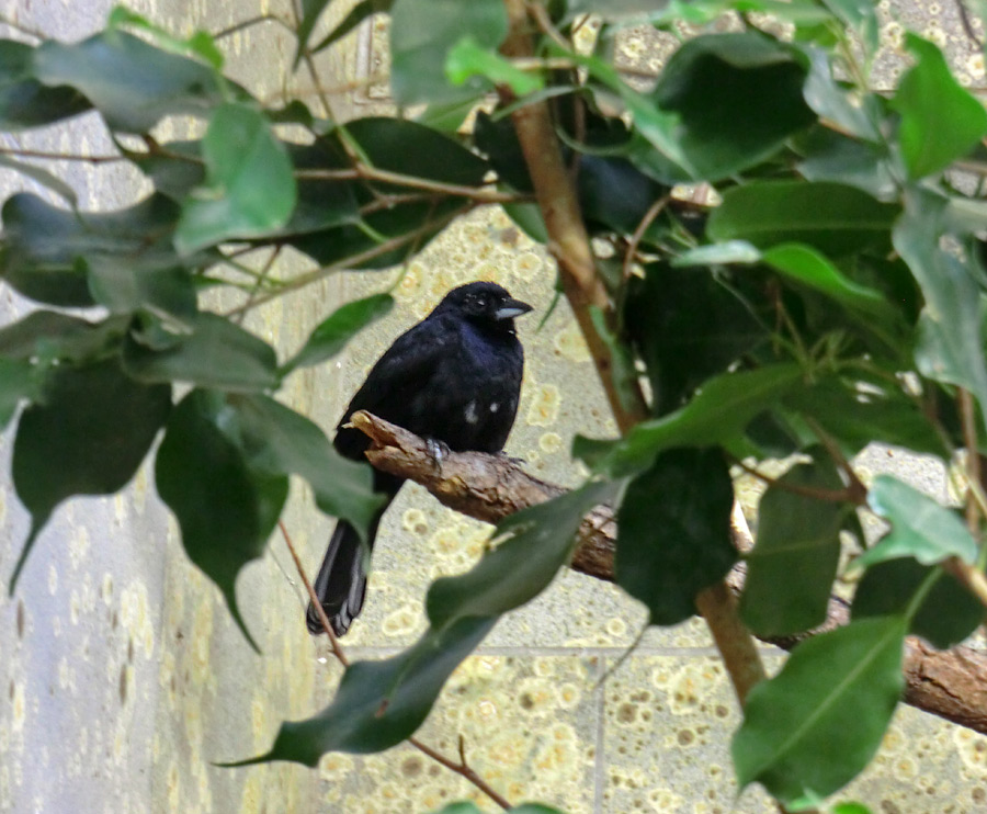 Schwarztangare Männchen im Zoologischen Garten Wuppertal im August 2013