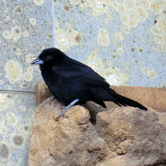 Schwarztangare Männchen im Wuppertaler Zoo im April 2014