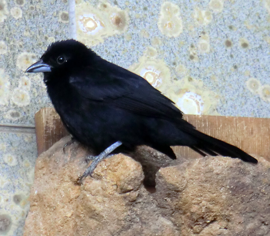 Schwarztangare Männchen im Wuppertaler Zoo im April 2014