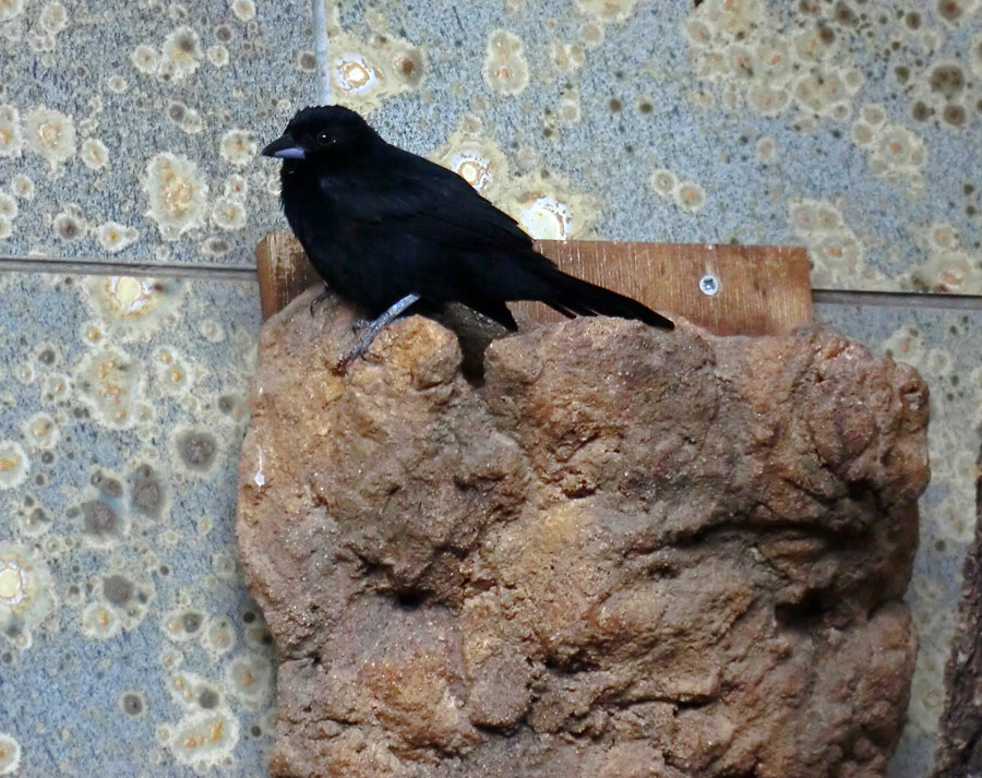 Schwarztangare Männchen im Zoologischen Garten Wuppertal im April 2014