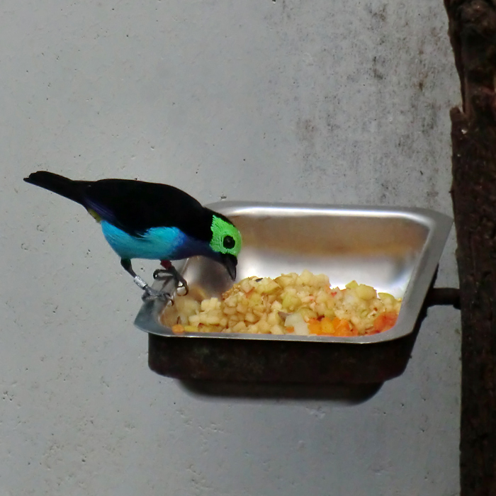 Siebenfarbentangare im Wuppertaler Zoo im März 2012