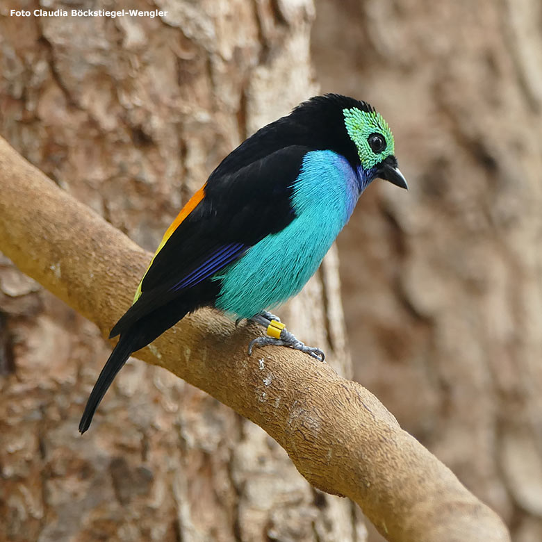 Siebenfarbentangare am 27. April 2017 in der Freiflughalle am Vogel-Haus im Wuppertaler Zoo (Foto Claudia Böckstiegel-Wengler)