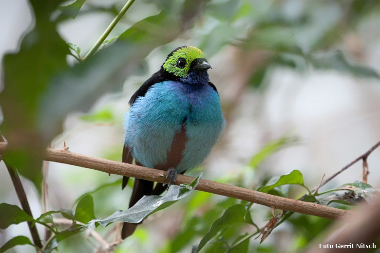 Siebenfarbentangare am 29. Juli 2018 in der Freiflughalle am Vogelhaus im Grünen Zoo Wuppertal (Foto Gerrit Nitsch)