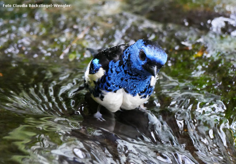 Badende Türkistangare am 12. Mai 2018 in der Freiflughalle am Vogelhaus im Grünen Zoo Wuppertal (Foto Claudia Böckstiegel-Wengler)