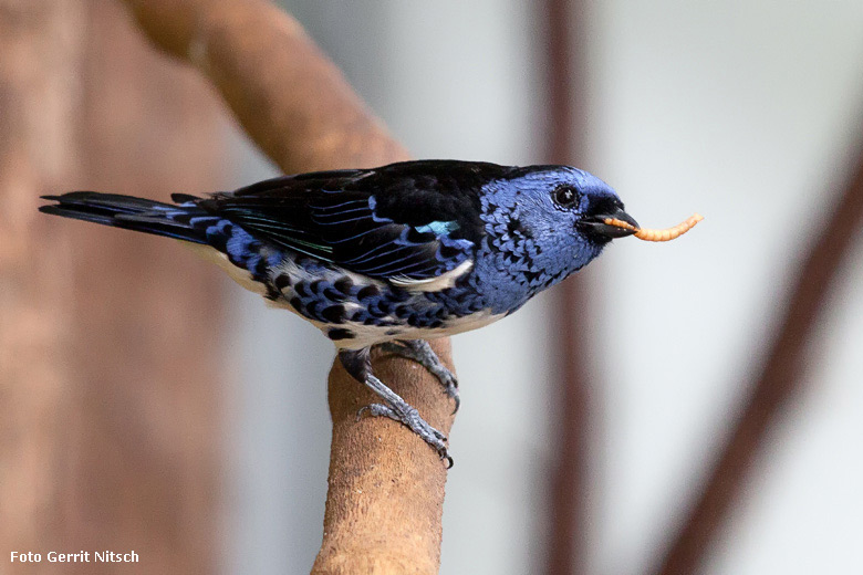 Türkistangare am 29. Juli 2018 in der Freiflughalle am Vogelhaus im Zoo Wuppertal (Foto Gerrit Nitsch)