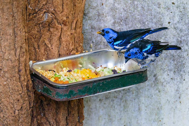 Türkistangare am 19. Mai 2022 in der Freiflughalle am Vogel-Haus im Wuppertaler Zoo