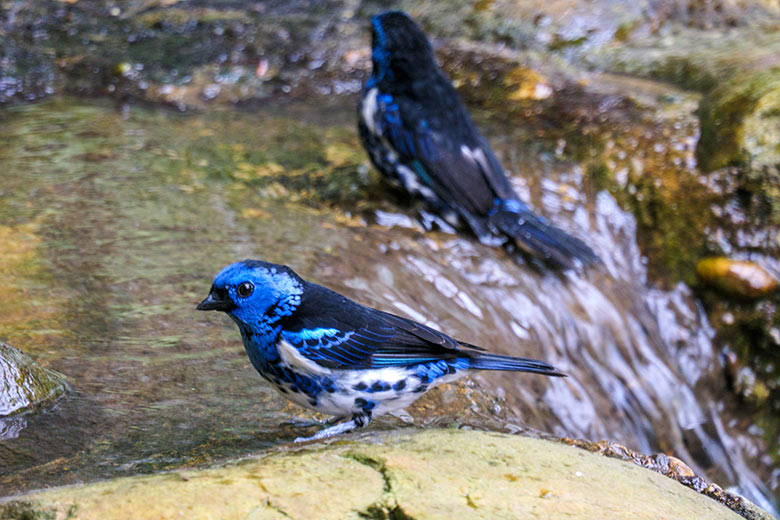 Türkistangare am 28. Mai 2022 in der Freiflughalle am Vogel-Haus im Zoo Wuppertal