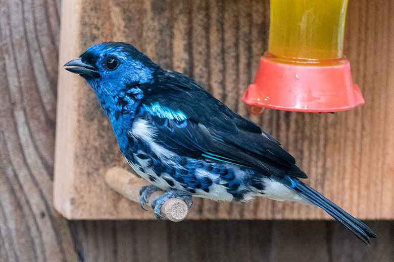 Türkistangare am 6. Juni 2022 in der Freiflughalle am Vogel-Haus im Grünen Zoo Wuppertal