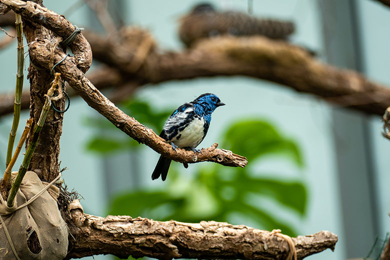 Türkistangare am 21. Juni 2022 in der Freiflughalle am Vogel-Haus im Wuppertaler Zoo