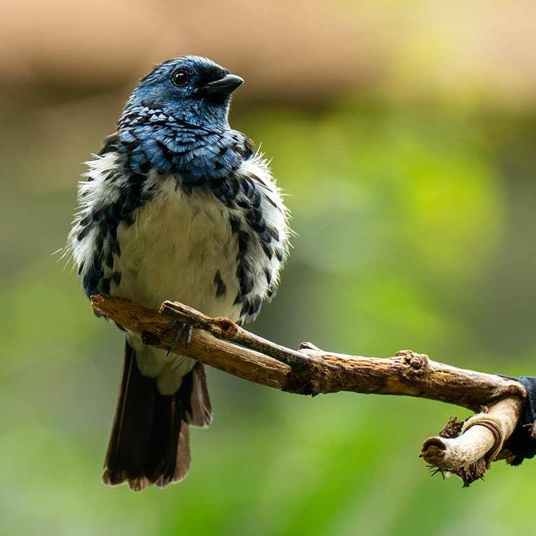 Türkistangare am 21. Juni 2022 in der Freiflughalle am Vogel-Haus im Grünen Zoo Wuppertal