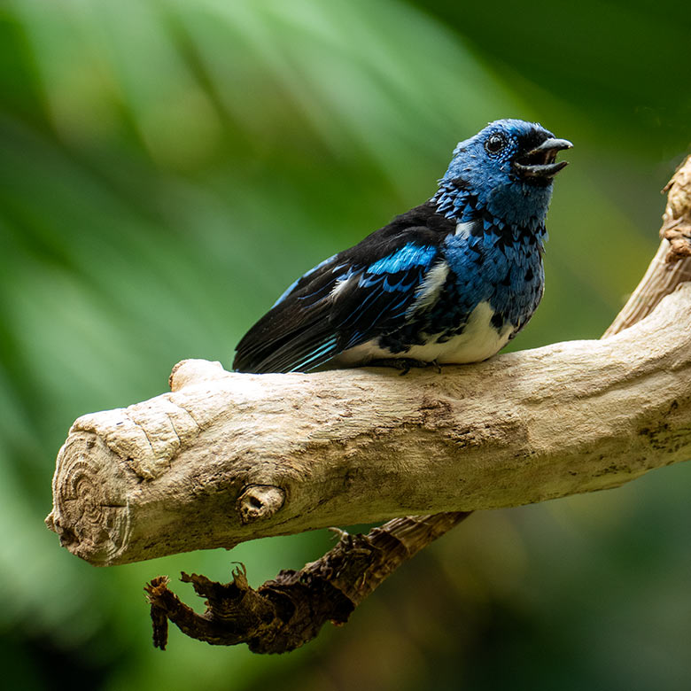 Türkistangare am 24. Juli 2022 in der Freiflughalle am Vogel-Haus im Zoo Wuppertal