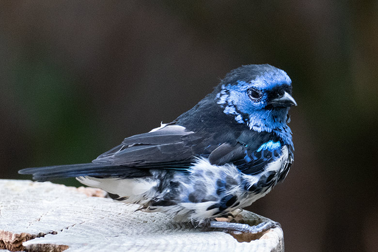 Türkistangare am 31. Juli 2022 in der Freiflughalle am Vogel-Haus im Grünen Zoo Wuppertal