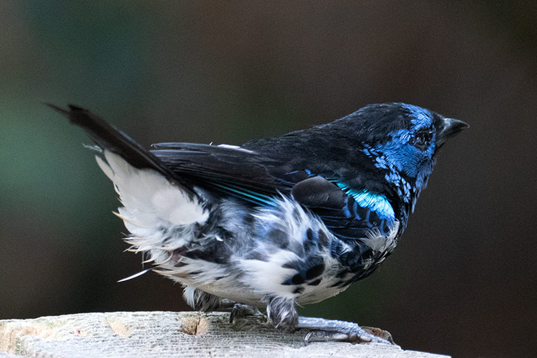 Türkistangare am 31. Juli 2022 in der Freiflughalle am Vogel-Haus im Zoologischen Garten Wuppertal