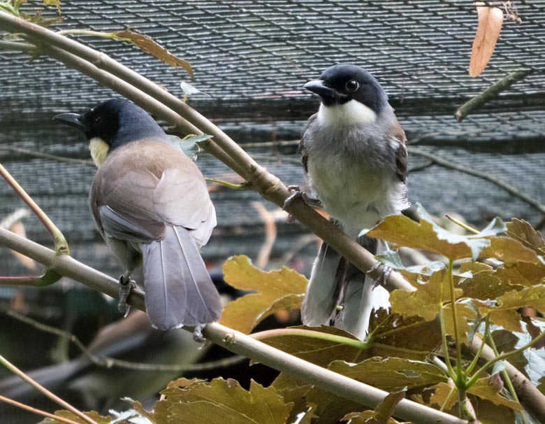 Blaukappenhäherling-Jungtier am 25. Juli 2018 in der Außenvoliere am Vogelhaus im Zoologischen Garten Wuppertal