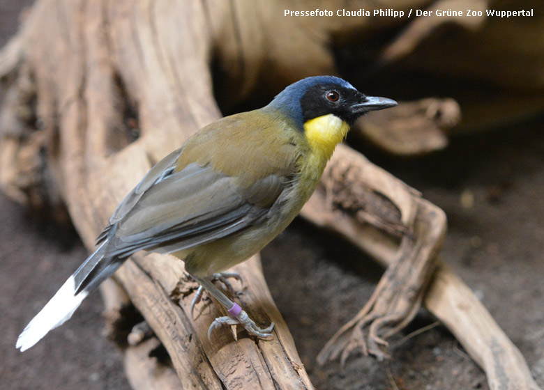 Blaukappenhäherling am 5. September 2015 in der Außenvoliere am Vogelhaus im Wuppertaler Zoo (Pressefoto Claudia Philipp - Der Grüne Zoo Wuppertal)