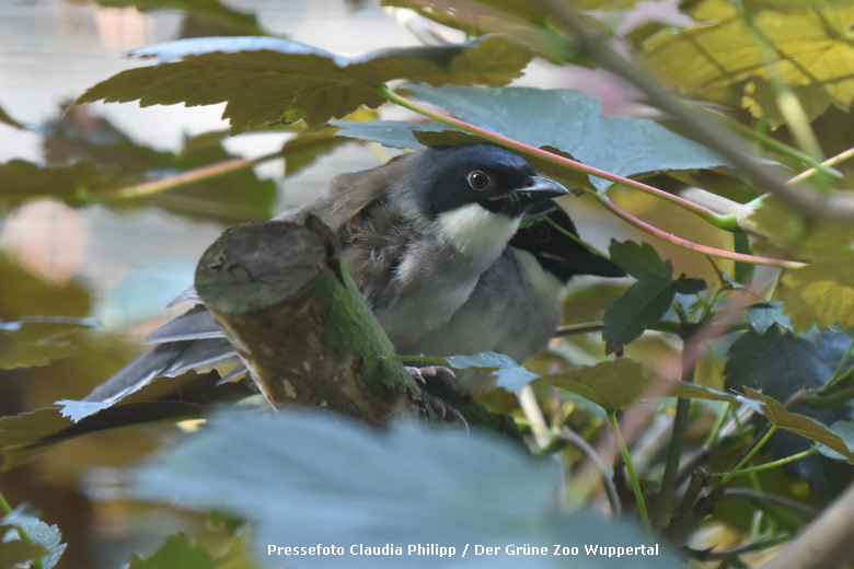 Blaukappenhäherling-Jungtier am 20. Juli 2018 in der Außenvoliere am Vogelhaus im Grünen Zoo Wuppertal (Pressefoto Claudia Philipp - Der Grüne Zoo Wuppertal)