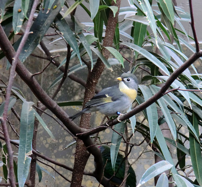 China-Nachtigall im Wuppertaler Zoo im März 2013