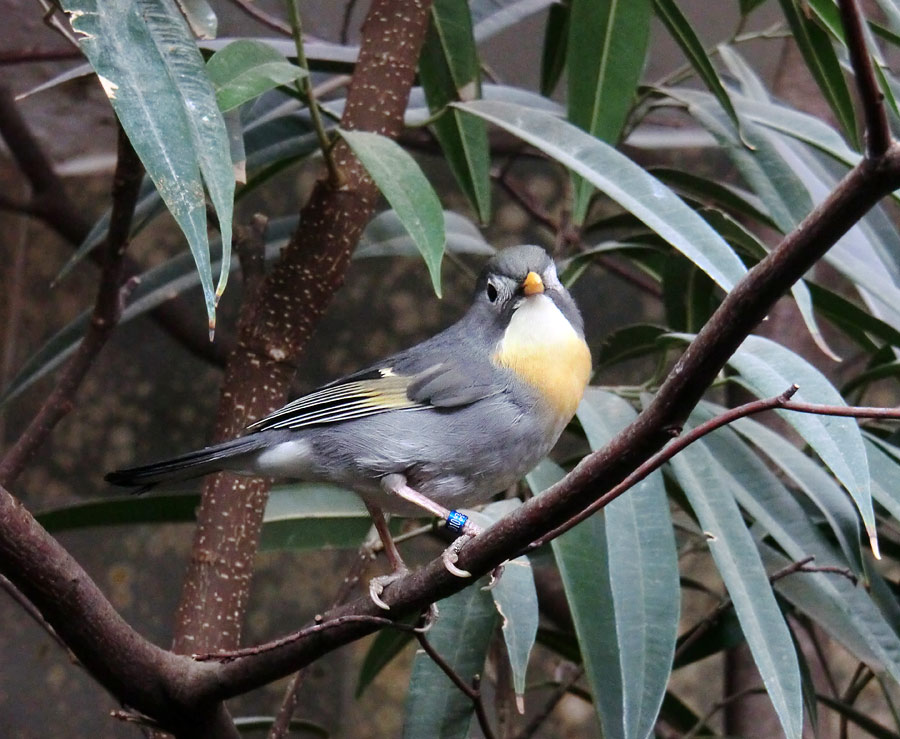 China-Nachtigall im Zoologischen Garten Wuppertal im März 2013