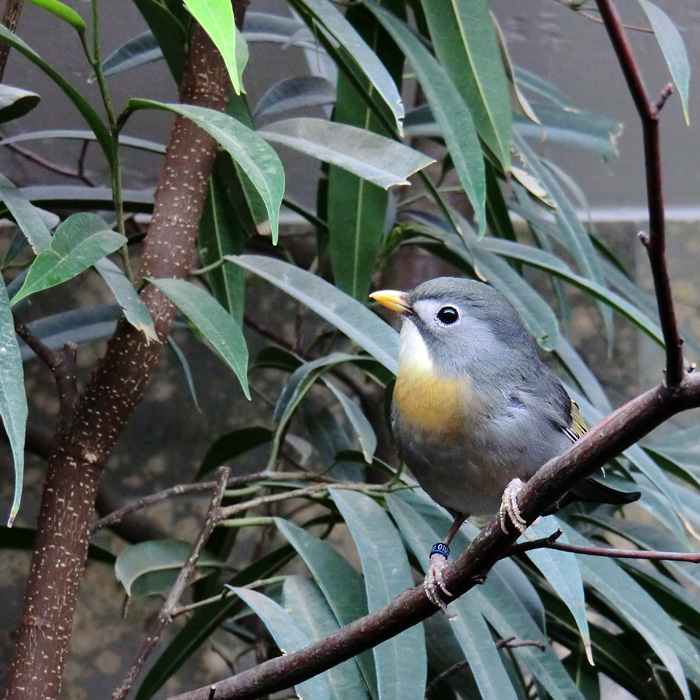 China-Nachtigall im Wuppertaler Zoo im April 2013