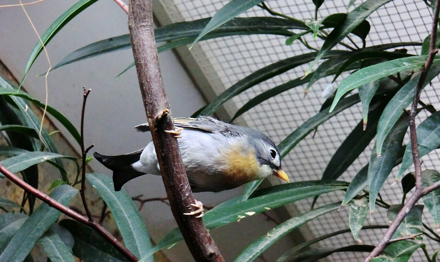 China-Nachtigall im Wuppertaler Zoo im Juli 2013