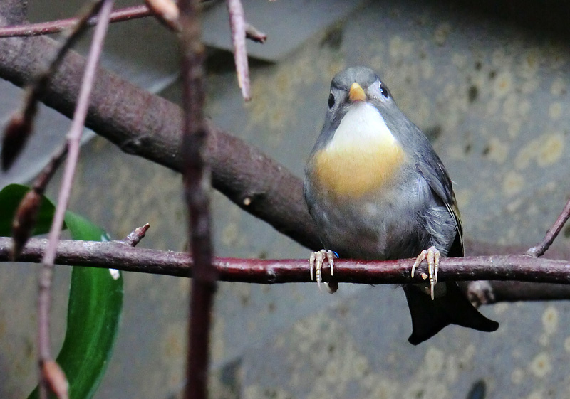 China-Nachtigall im Wuppertaler Zoo im August 2013