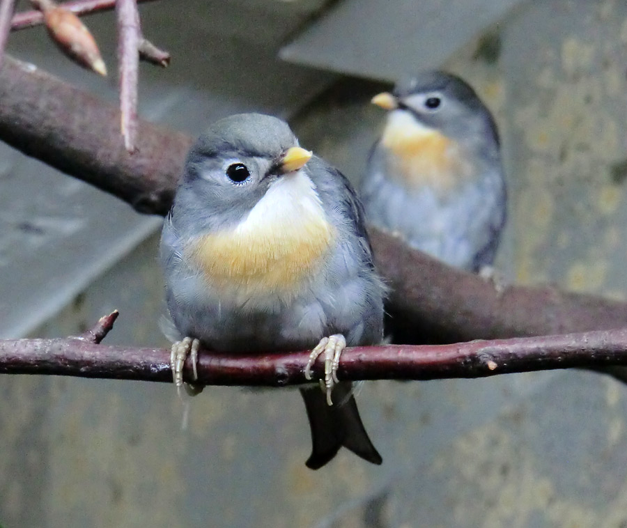 China-Nachtigallen im Wuppertaler Zoo im September 2013