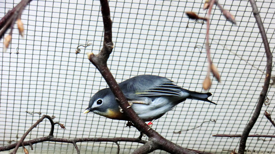 China-Nachtigall im Wuppertaler Zoo im November 2013