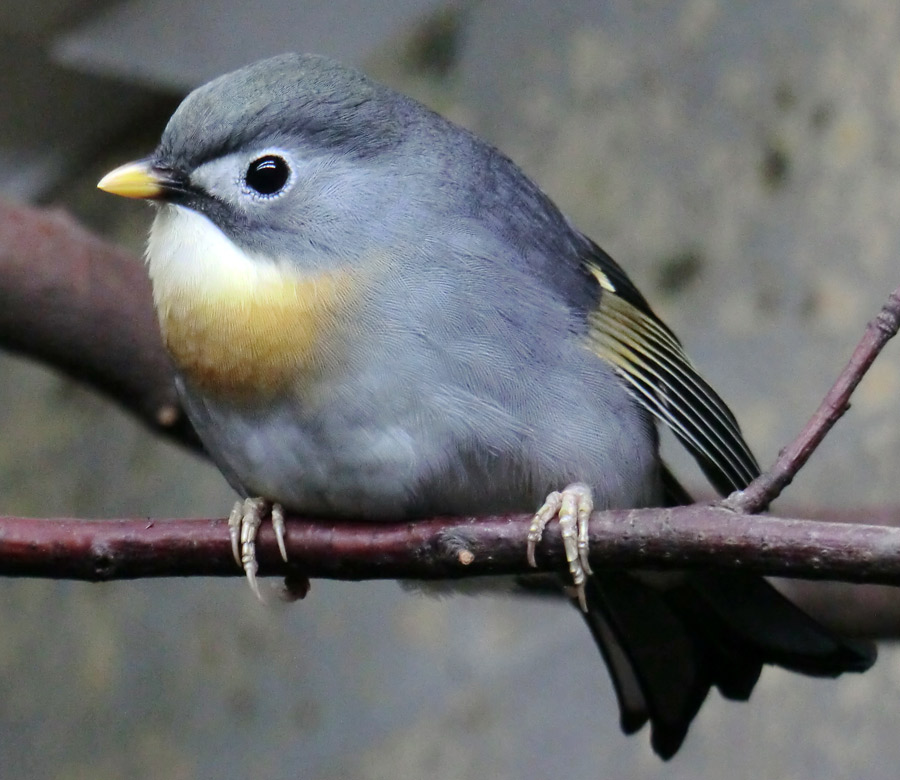 China-Nachtigall im Wuppertaler Zoo im November 2013