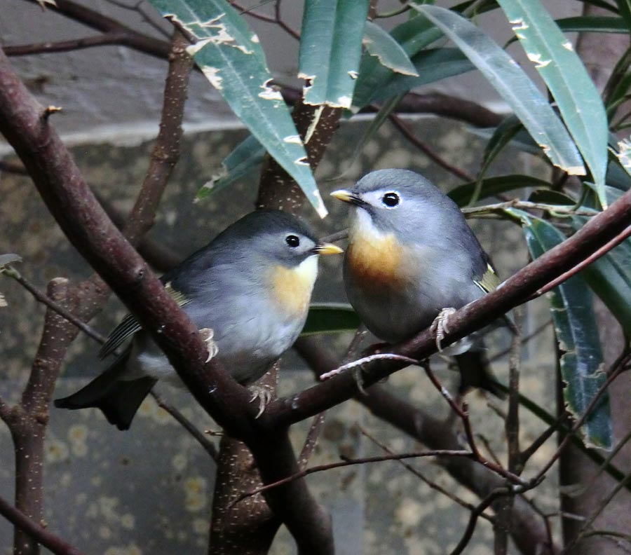 China-Nachtigall im Grünen Zoo Wuppertal im Januar 2014