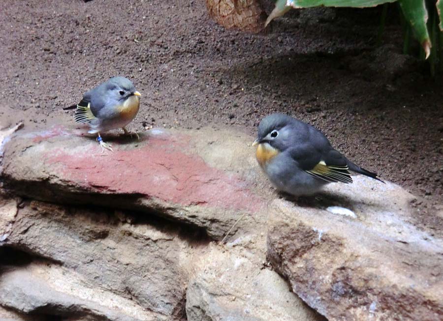 China-Nachtigall im Grünen Zoo Wuppertal im September 2014