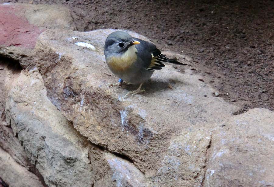 China-Nachtigall im Wuppertaler Zoo im September 2014