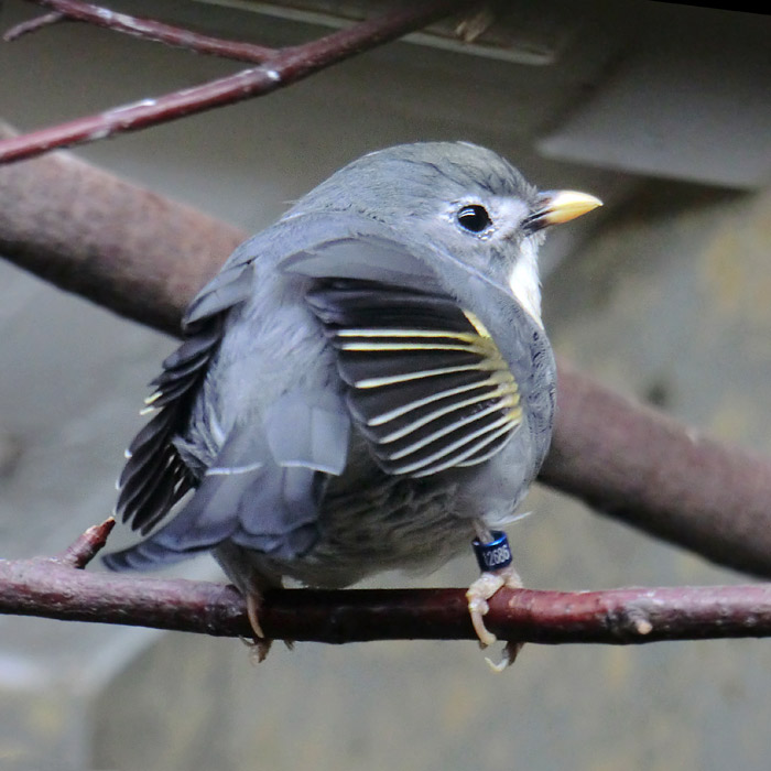 China-Nachtigall im Wuppertaler Zoo im September 2014