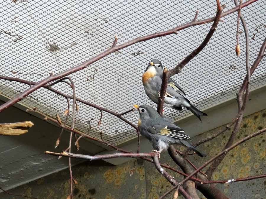 China-Nachtigall im Zoologischen Garten Wuppertal im Juni 2015