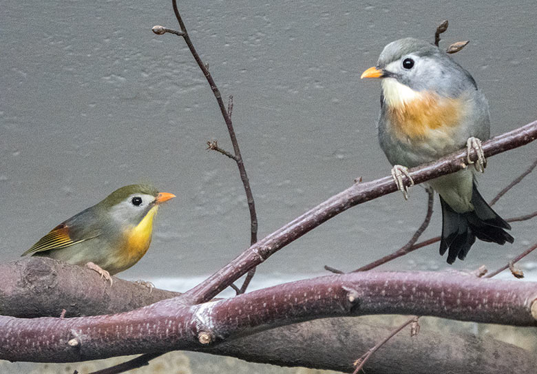 China-Nachtigall-Paar am 24. August 2018 im Vogelhaus im Wuppertaler Zoo