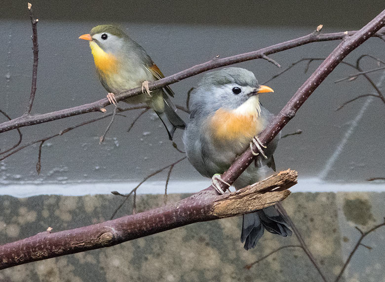 China-Nachtigall-Paar am 25. August 2018 im Vogelhaus im Grünen Zoo Wuppertal