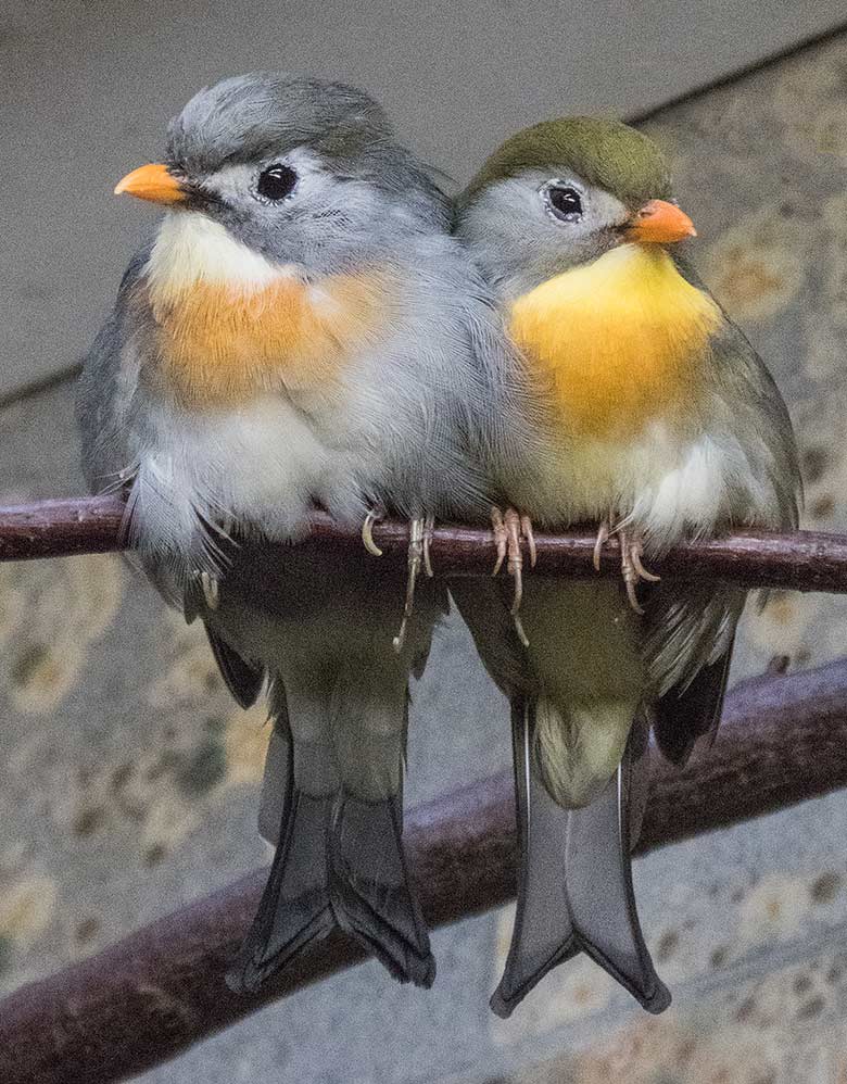 China-Nachtigall-Paar am 27. August 2018 im Vogelhaus im Grünen Zoo Wuppertal