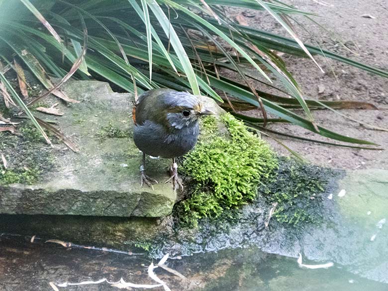 Omei-Häherling am 22. September 2019 in der Außenvoliere am Vogel-Haus im Zoologischen Garten Wuppertal