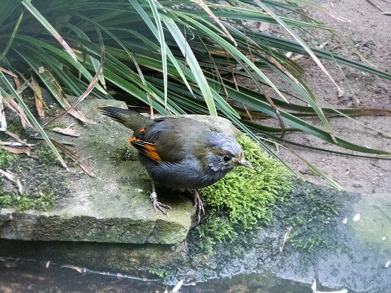 Omei-Häherling am 22. September 2019 in der Außenvoliere am Vogel-Haus im Wuppertaler Zoo