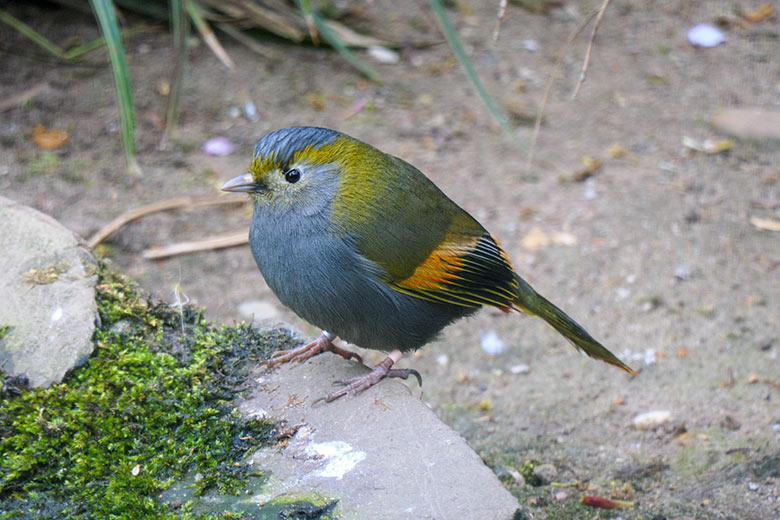 Omei-Häherling am 3. Mai 2021 in einer Außenvoliere am Vogel-Haus im Grünen Zoo Wuppertal